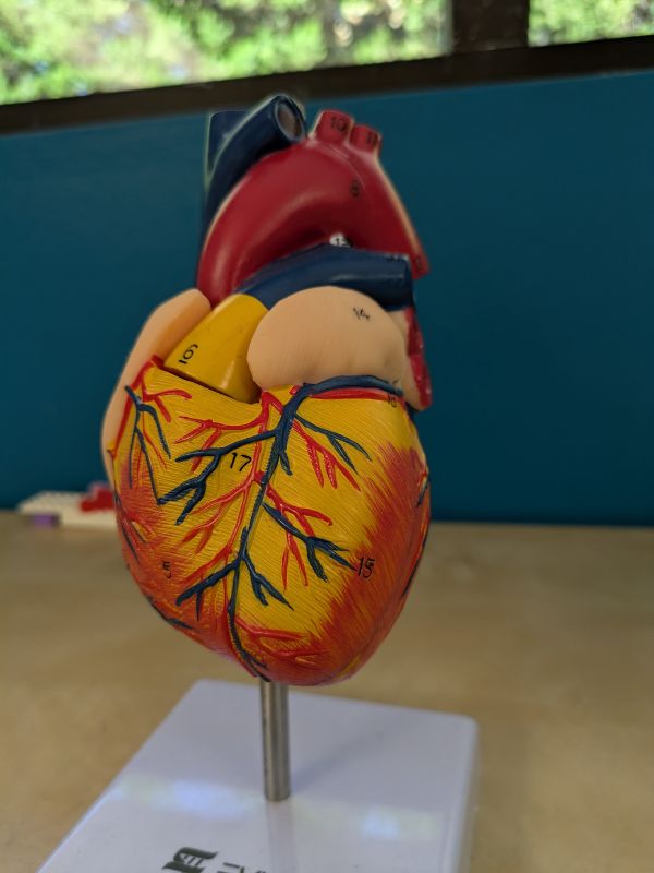 heart model
