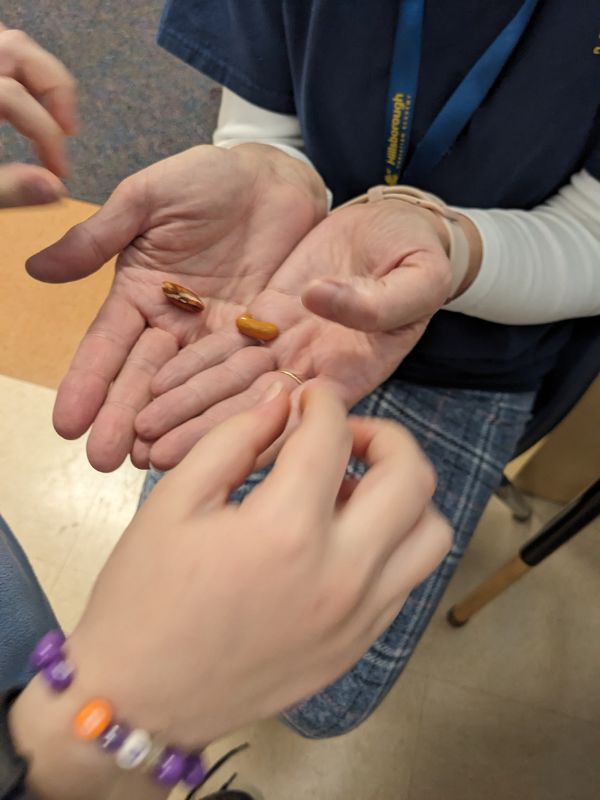 learning about seeds