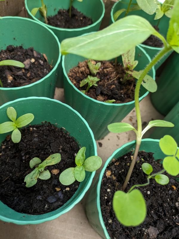 plant growth